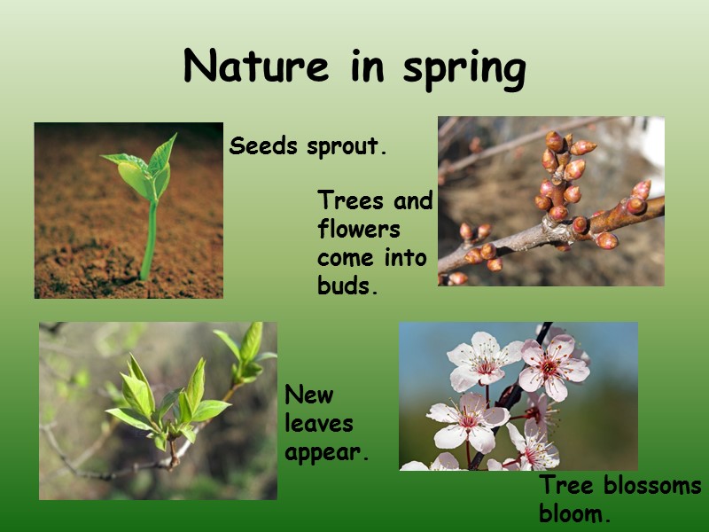 Nature in spring Seeds sprout. Tree blossoms bloom. Trees and flowers come into buds.